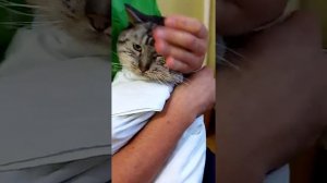 Как дать коту таблетку через Таблеткодаватель 4