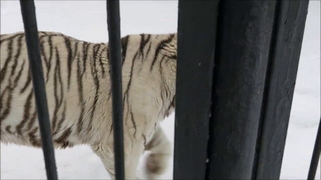 Бенгальский тигр Зао наблюдал за мной пока я снимала Кая и ждал моего прихода к нему 17.01.2023 смотреть онлайн