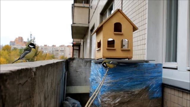 Кормушка для синиц на балконе смотреть онлайн