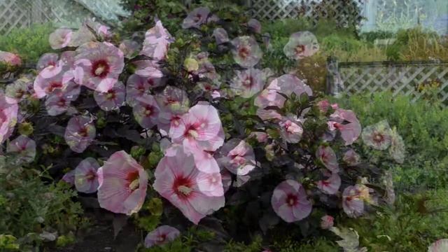 Starry Starry Night Hibiscus | Walters Gardens смотреть онлайн