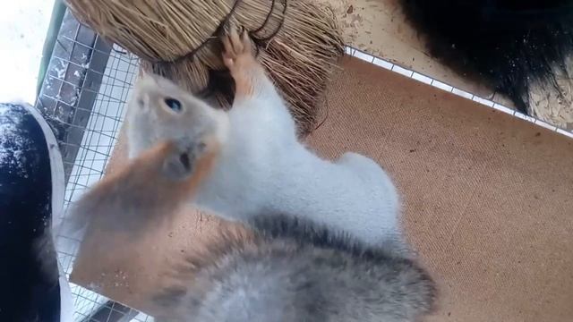 Алтайские белки Часть 4 смотреть онлайн