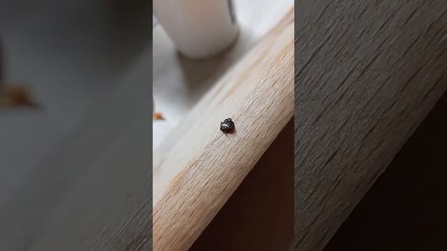 второй клещ за неделю, весна пришла. причем здесь известны случаи болезни энцефалита после укуса смотреть онлайн