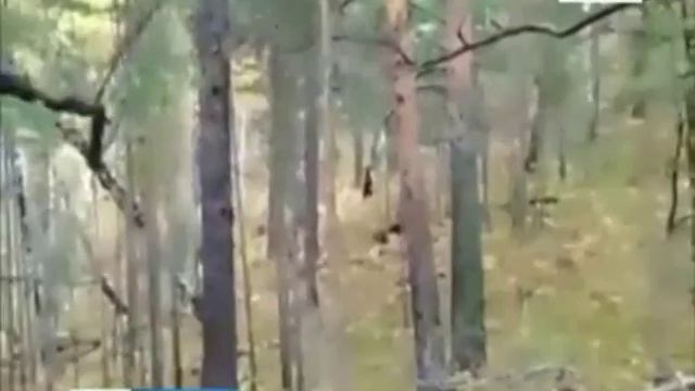Медведь в черте Красноярска. В Ветлужанке животное загнало парня на дерево. Андрей Гришаков смотреть онлайн
