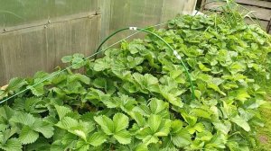 Фестивальная земляника садовая крупноплодная (клубника). Старый советский сорт в моем саду