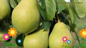 Груша Северянка. Краткий обзор, описание характеристик, где купить саженцы pyrus communis Severyank