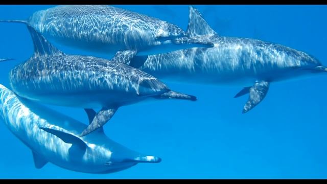 Dolphin Sounds  -  Sounds Of Nature