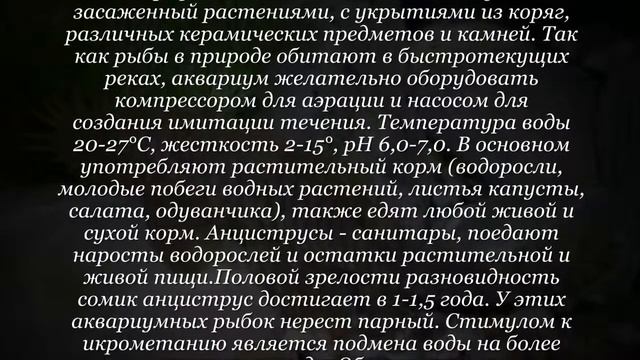 Аквариумная рыбка Анциструс обыкновенный смотреть онлайн