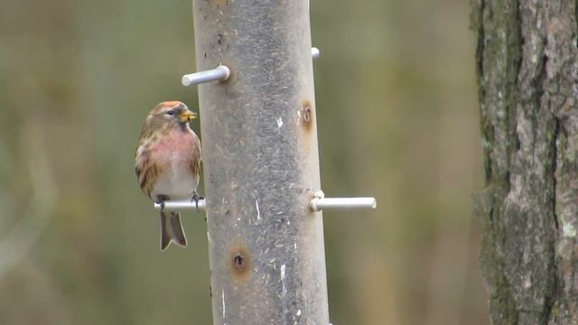 Mealy Redpoll and other finches, Sculthorpe Moor NR, Norfolk, 11/3/18 смотреть онлайн