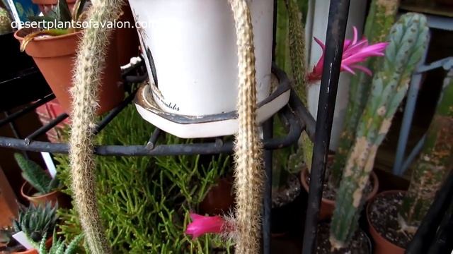 My Aporocactus flagelliformis Cactus 'Rats tail cactus' from buds to Bloom смотреть онлайн