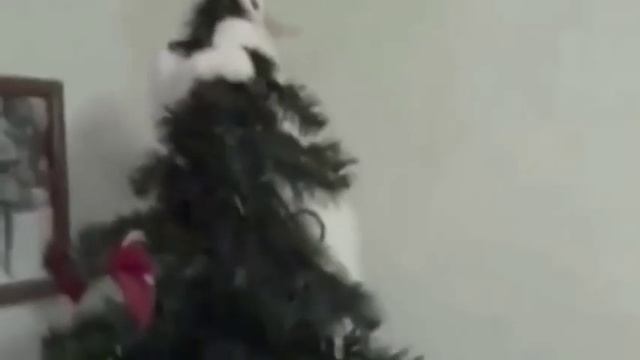 Коты любят новогоднюю елку смотреть онлайн