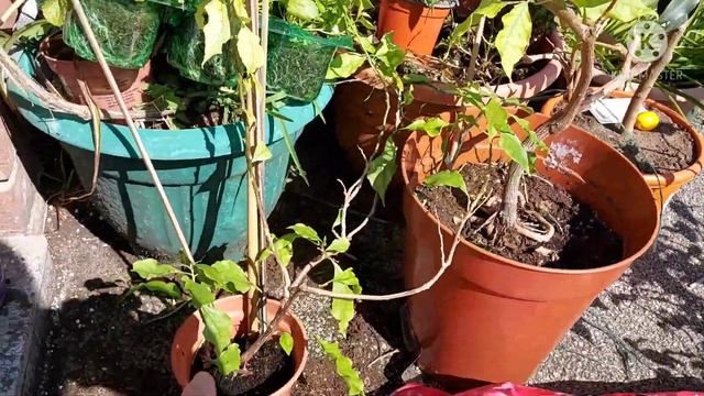 Growing Bougainvillea 🌺in a cold climate 🥶#bougainvillea,#northernclimate,#UKtropical смотреть онлайн