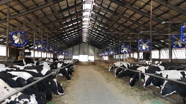 Вентиляция КРС, разгонные вентиляторы под управлением системы intFarm смотреть онлайн