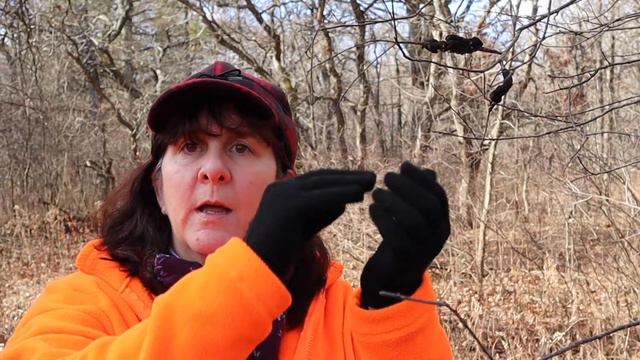 Trailside Treasures 16 - Black Knot Fungus смотреть онлайн