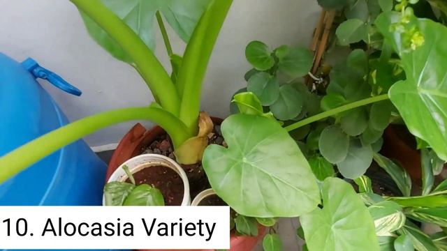 Best Permanent plants_ 20+ परमानेंट पौधे,जिनको लगाने के लिए बारिश सबसे अच्छा मौसम है,तेजी से बढ़ेंग смотреть онлайн