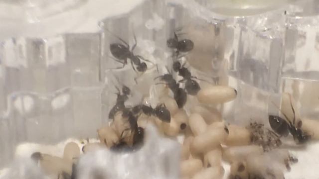 СЕНСАЦИЯ !!! У Lasius Niger личинка превратилась не в кокон , а в куколку ! смотреть онлайн