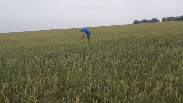 Пшеница в августе. смотреть онлайн