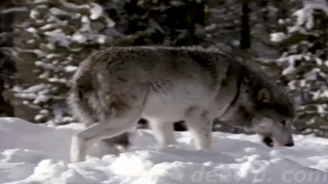 волки севера смотреть онлайн