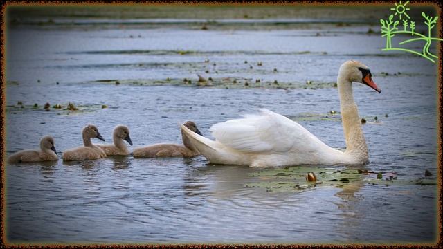 Голоса птиц Как поёт Лебедь шипун (Cygnus olor).mp4 смотреть онлайн