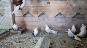 Николаевские голуби Прокофьева Сергея. Бокатые. Самара 2023 89050189263