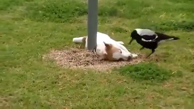 Собака и птица играют. Смешно. смотреть онлайн