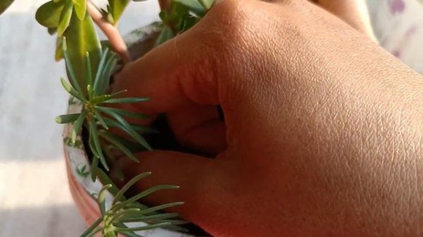How to grow portulaca ,purslane from stems| easiest way for growing showcase flower plants