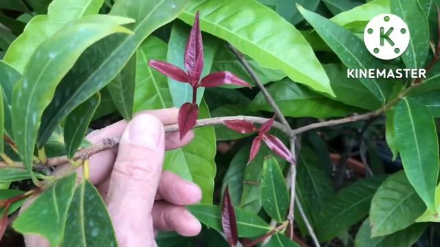 Roseapple ( Syzygium Jambos ), fantastic new growth flush late in October ? смотреть онлайн