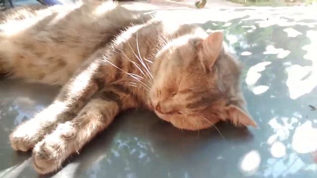 Наглая котятинка принимает солнечные ванны смотреть онлайн
