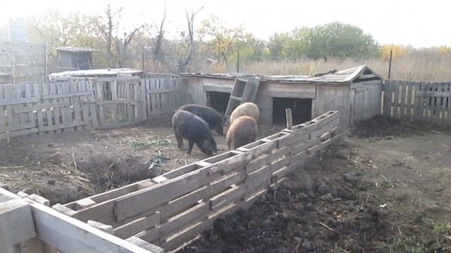 Сделал НОВЫЕ загоны для разведения свиней Венгерская пуховая Мангалица как хотел! // Вовкин Двор! смотреть онлайн