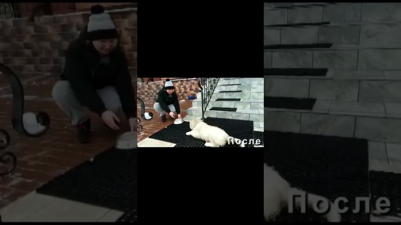 Правильное кормление (как не развивать агрессию во время кормления) смотреть онлайн