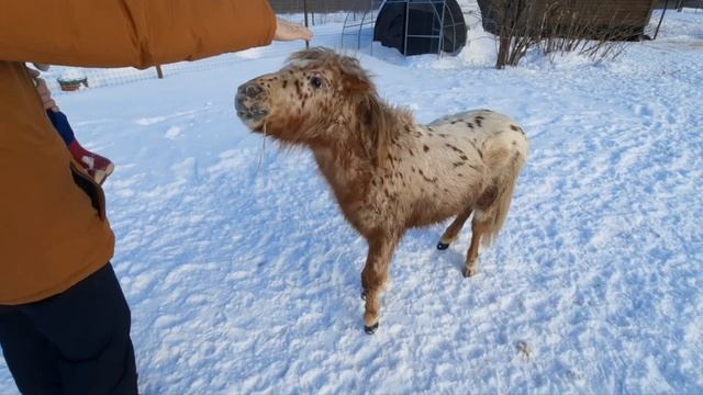 Маленькие лошадки и их друг ослик тоже рады посетителям. смотреть онлайн