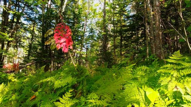 Красивая музыка на гитаре для Отдыха, Медитации, Сна, Снятия Стресса смотреть онлайн