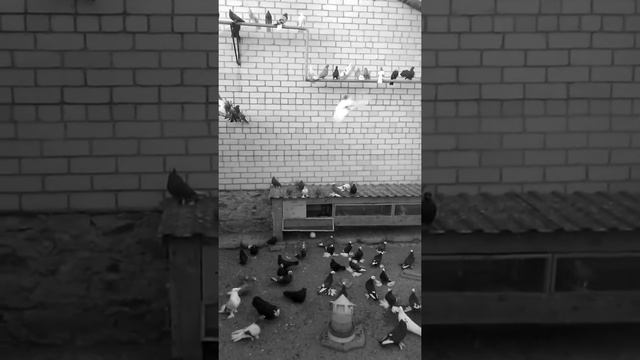Голуби белая калитва смотреть онлайн