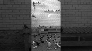 Голуби белая калитва