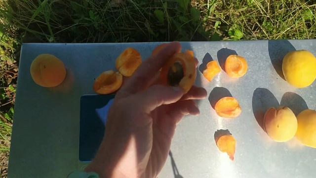 абрикос Приабель, Ледана Nja19, харроу джой, Анюта, Абориген 18, Шалах смотреть онлайн