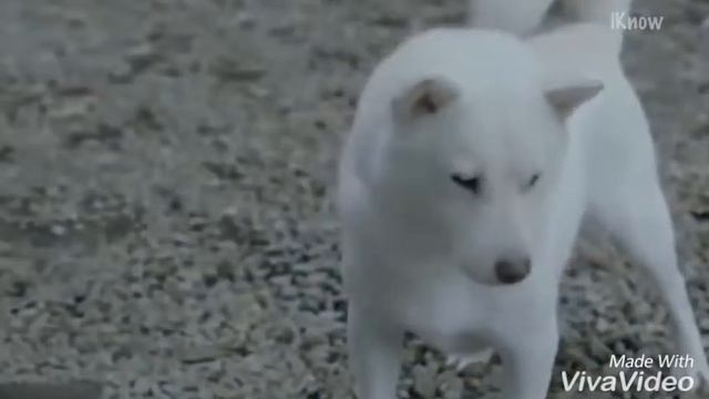 Классическая музыка в рекламе смотреть онлайн