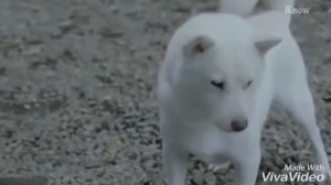 Классическая музыка в рекламе