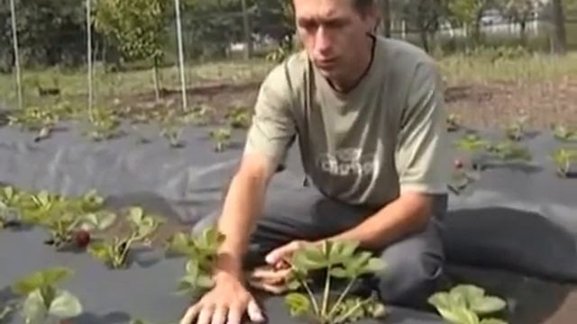Как сделать дома агроволокно смотреть онлайн