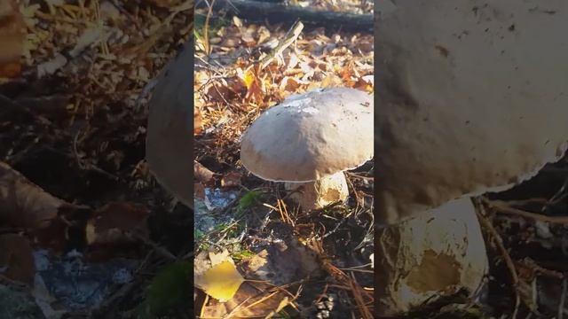 Белые грибы октябрята смотреть онлайн