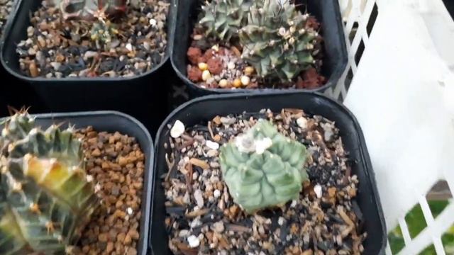 Syarat Greenhouse dan Koleksi Kaktus Eganandur 2020 смотреть онлайн