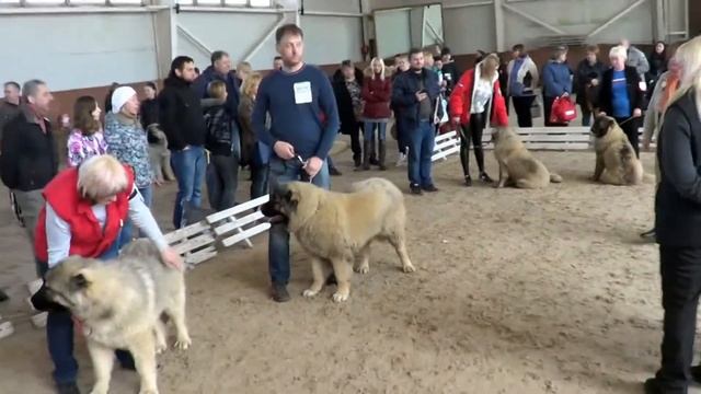 КАВКАЗСКИЕ ОВЧАРКИ, 15.04. 2017 ВЫСТАВКА ПК. СУКИ ЩЕНКИ www.r-risk.ru +79262205603 ТАТЬЯНА ЯГОДКИНА смотреть онлайн