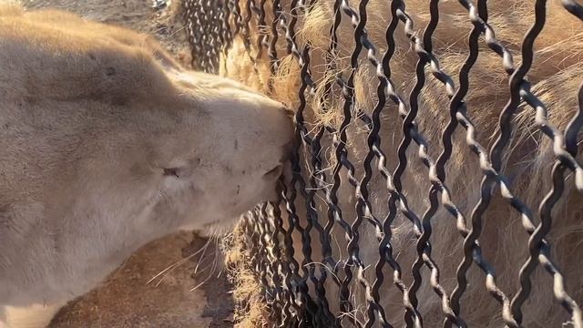 РЕДКИЕ КАДРЫ !Львица ухаживает за львом ! смотреть онлайн