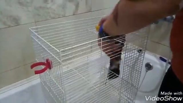 Генеральная уборка в клетке у крыс смотреть онлайн