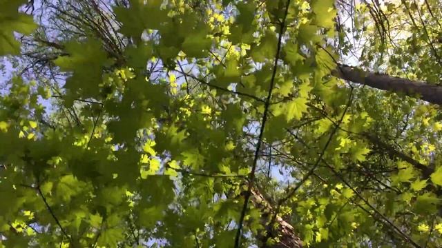 Серебряные пруды пихты смотреть онлайн