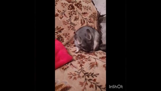 это Шушик и он тыгыдыкает 24/7?