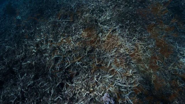 What if Our Planet had an Anime OP смотреть онлайн