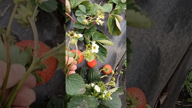 Ремонтантная клубника на Урале. Сбор от 9 октября. смотреть онлайн