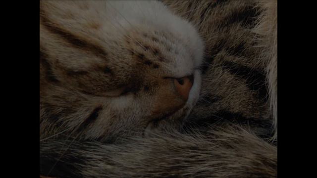 кот Барсик. смотреть онлайн