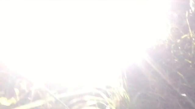 Vitality Journey - Shinrin-Yoku (Forest Bathing) смотреть онлайн