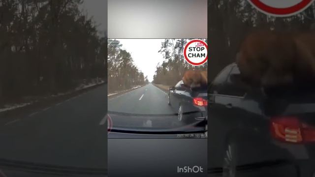 Самый огромный Олень в мире смотреть онлайн