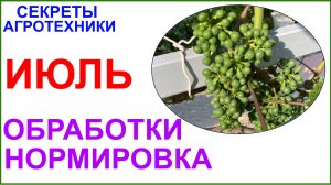 Начало июля на винограднике. Нормировка гроздями, профилактические обработки.